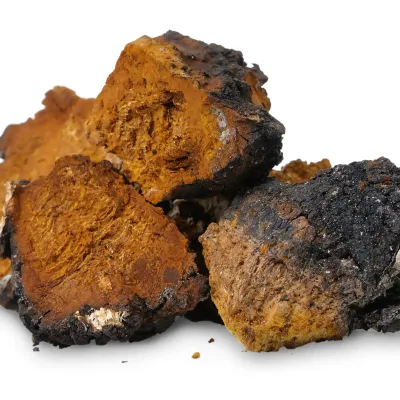 Chaga