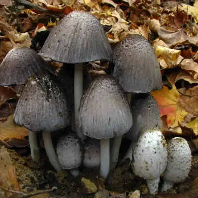 Coprinopsis Atramentaria