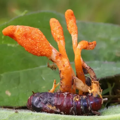 Cordyceps Ophioglossoides