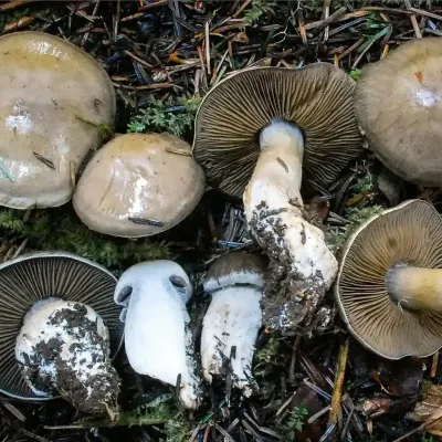 Cortinarius Infractus