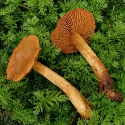 Cortinarius Rubellus