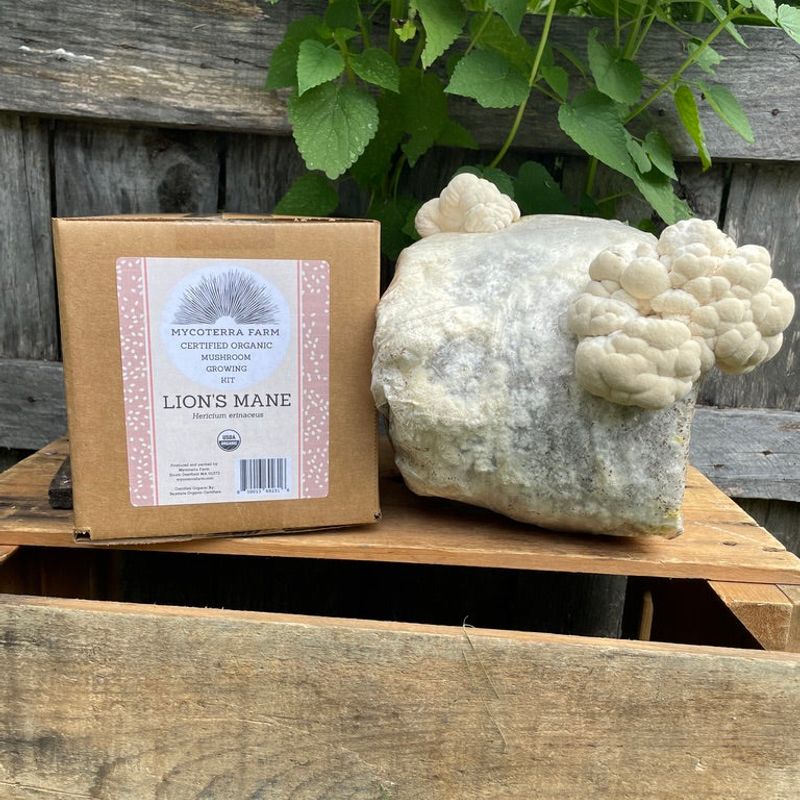 Organic Lion's Mane Mushroom Grow Kit - Image 2
