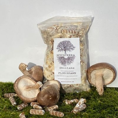 Shiitake Mushroom Plug Spawn - Image 1