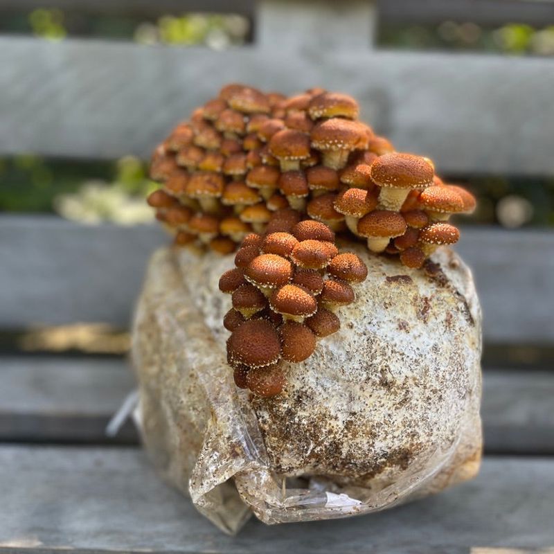 Chestnut Mushroom Grow Kit - Image 4
