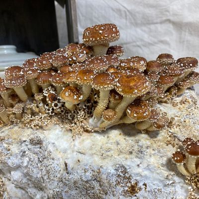 Chestnut Mushroom Grow Kit - Image 3
