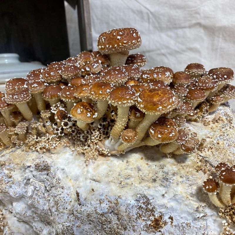 Chestnut Mushroom Grow Kit - Image 3