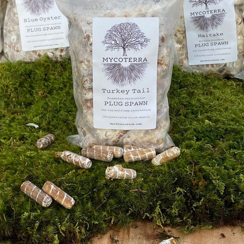 Turkey Tail Mushroom Plug Spawn - Image 1