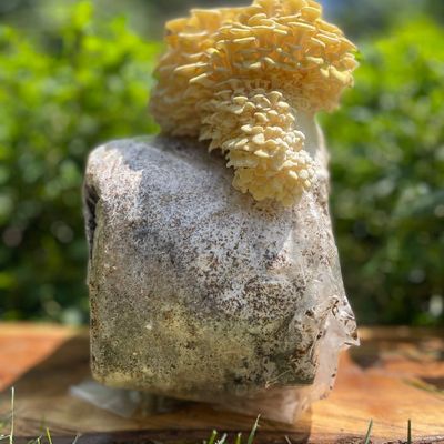 Yellow Oyster Mushroom Grow Kit - Image 4