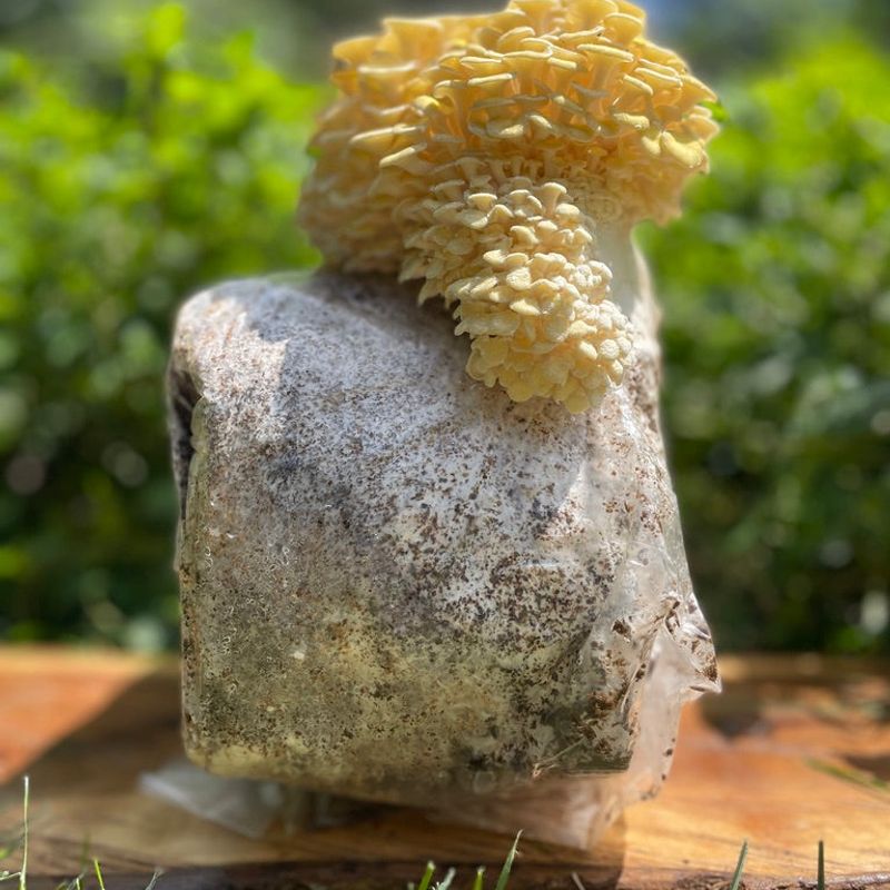 Yellow Oyster Mushroom Grow Kit - Image 4