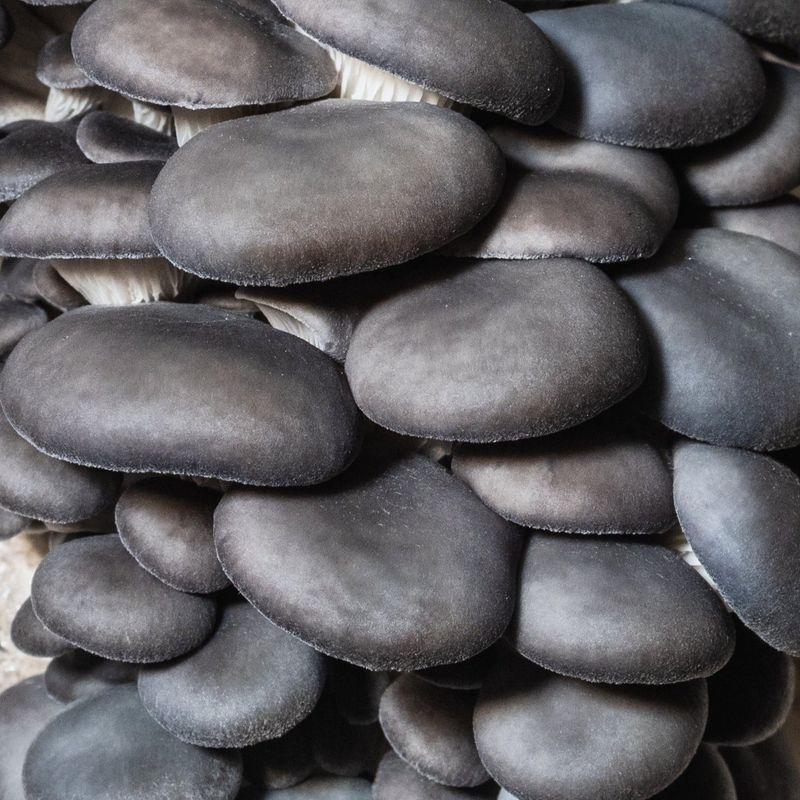 Blue Oyster Mushroom Plug Spawn - Image 2
