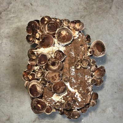 Shiitake Mushroom Grow Kit - Image 1