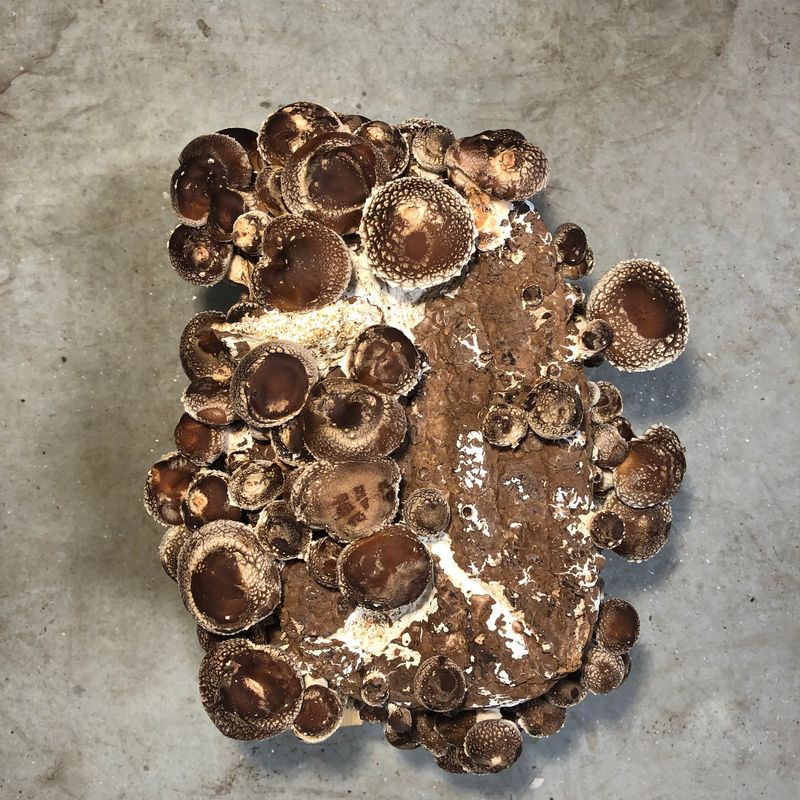 Shiitake Mushroom Grow Kit - Image 1