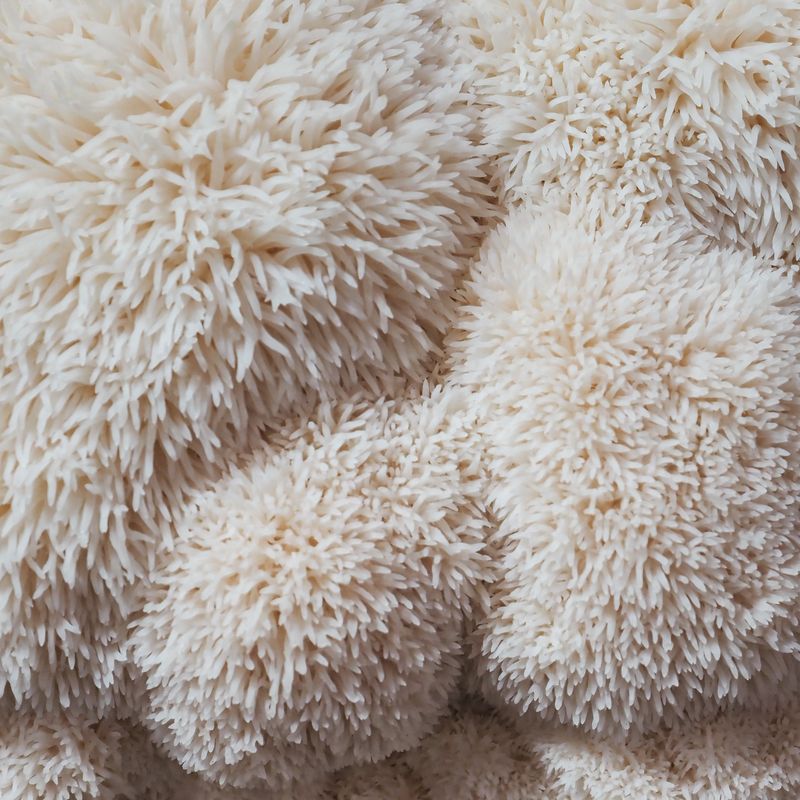 Lion's Mane Plug Spawn - Image 2