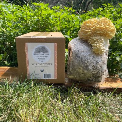 Yellow Oyster Mushroom Grow Kit - Image 2