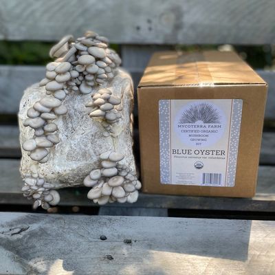 Blue Oyster Mushroom Grow Kit - Image 2