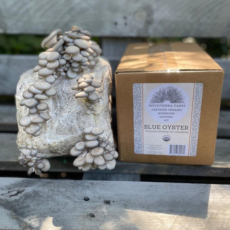 Blue Oyster Mushroom Grow Kit - Image 2