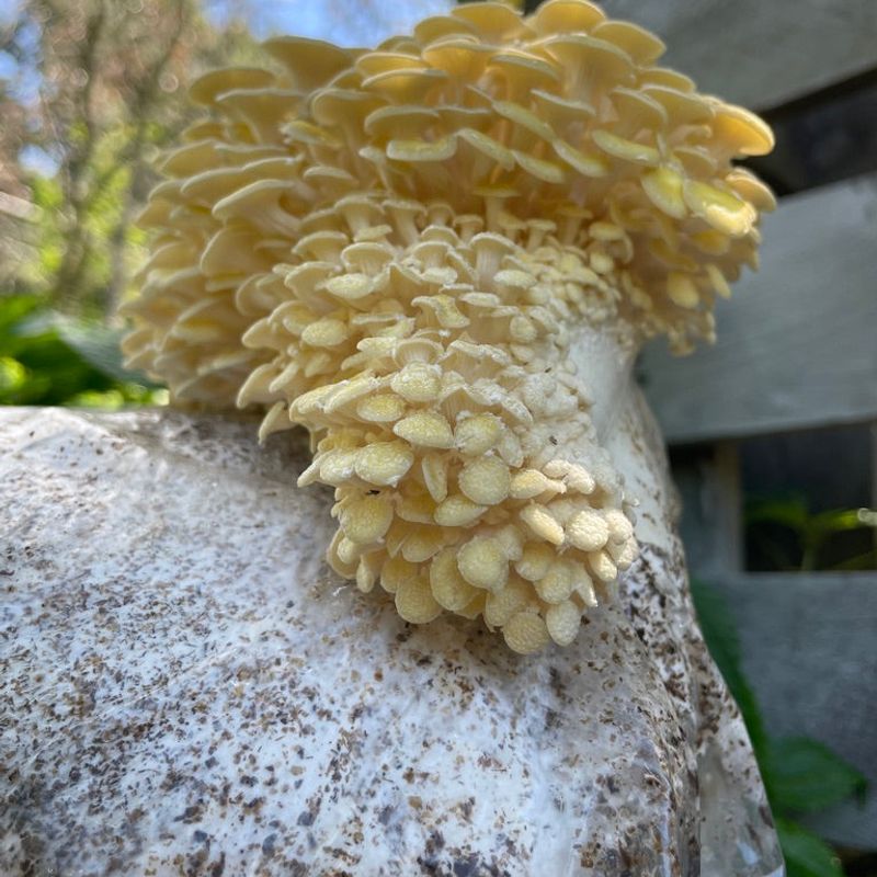 Yellow Oyster Mushroom Grow Kit - Image 3