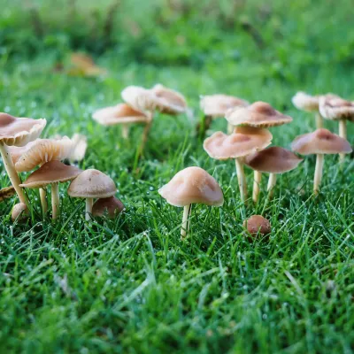 Fairy Ring
