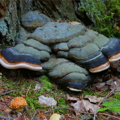 Fomitopsis pinicola