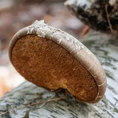 FomitopsisBetulina