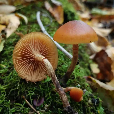 Galerina Marginata