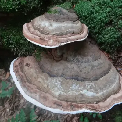 Ganoderma Applanatum