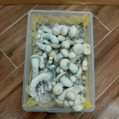 [object Object]