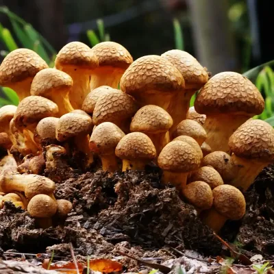 Hongo Gymnopilus Junonius
