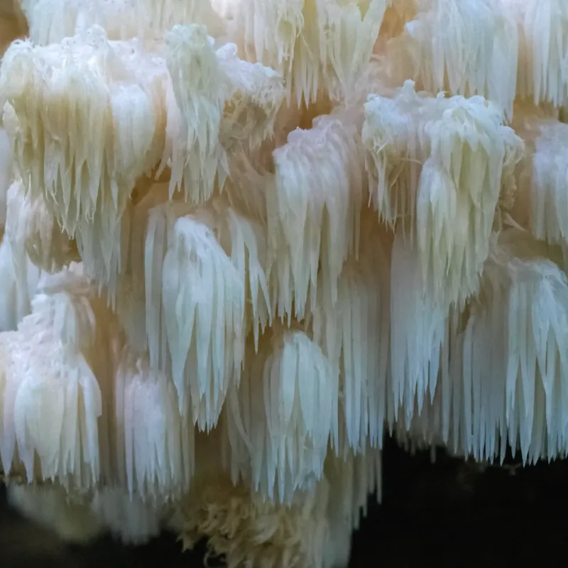 Hericium Americanum