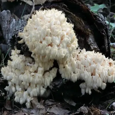 Hericium Coralloides