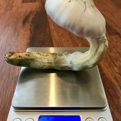 [object Object]