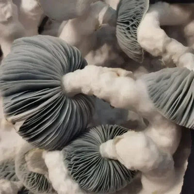 Jack Frost