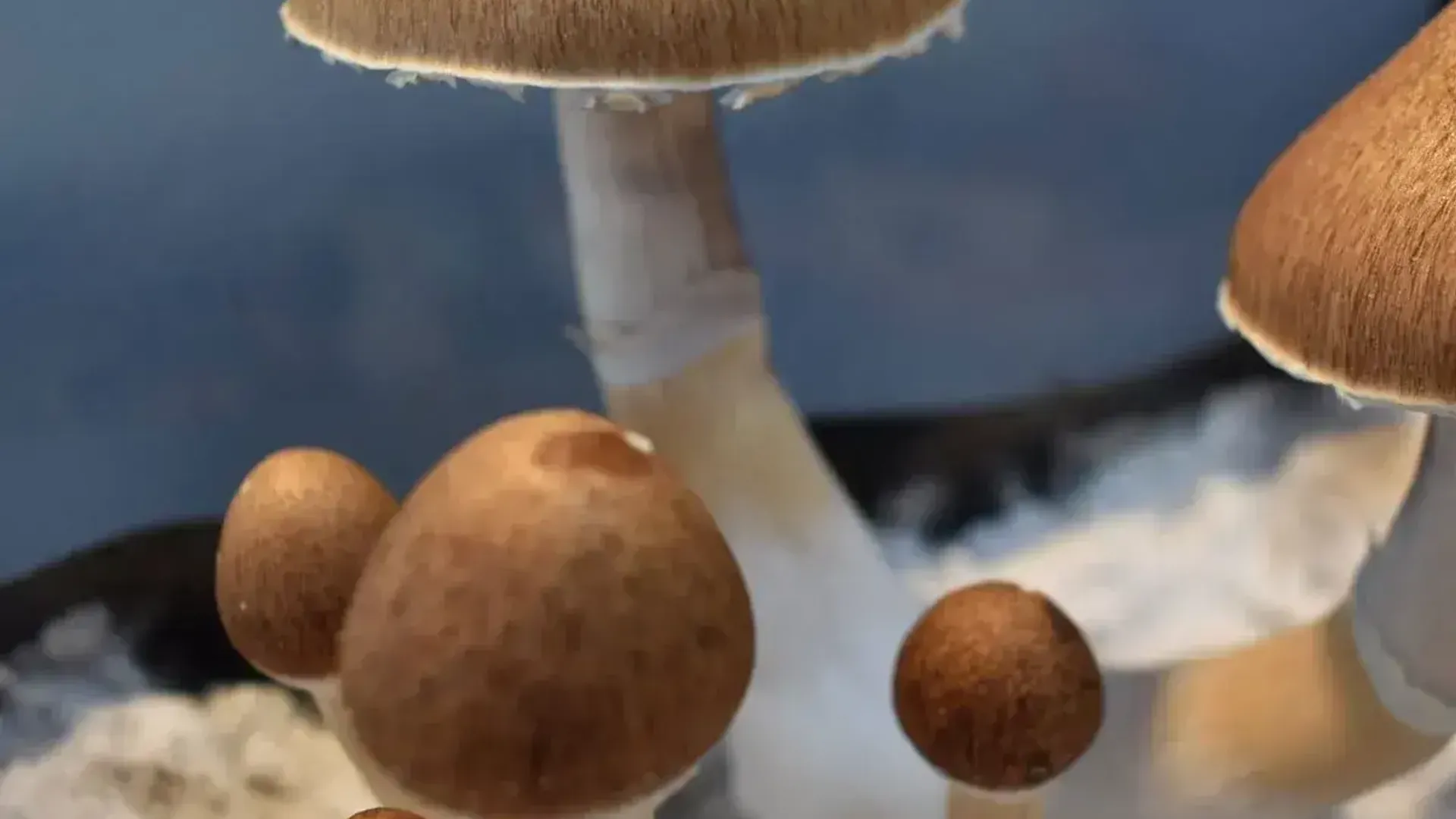 Psilocybe Cubensis Jedi Mind Fuck (JMF) - Unlocking