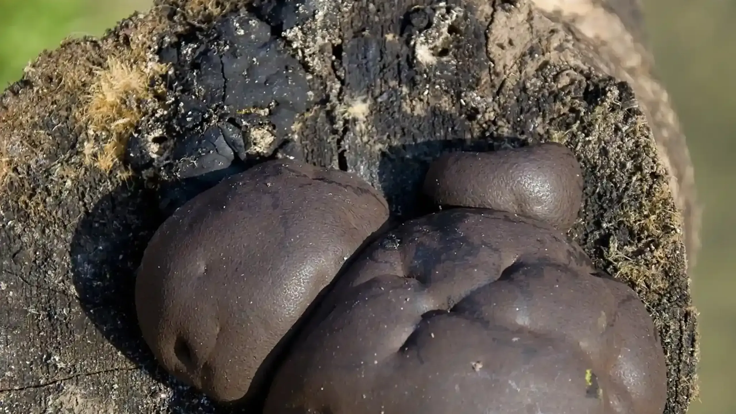 King Alfred's Cake: The Historical Fungus with a Fiery Past | Shroo