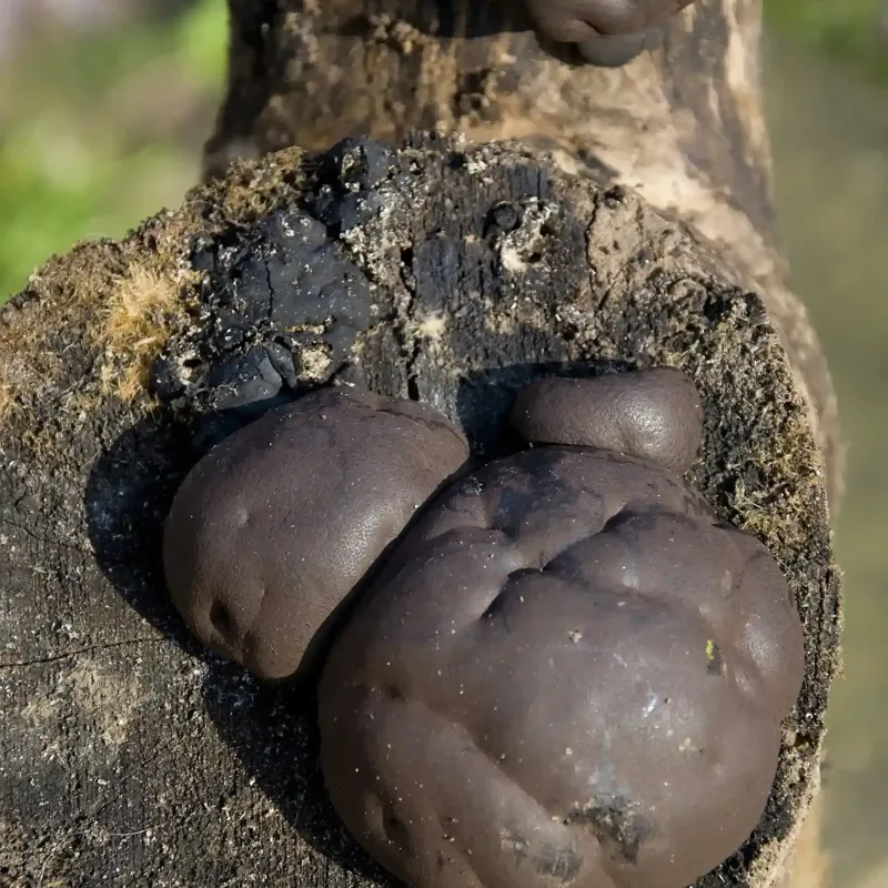 FUNGUS 完売間近！！ KingAlredsCake0_new-800x800.webp
