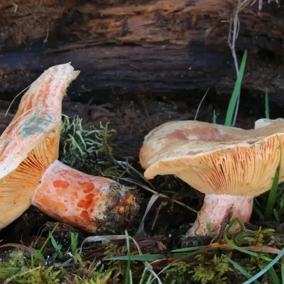 Lactarius Deliciosus
