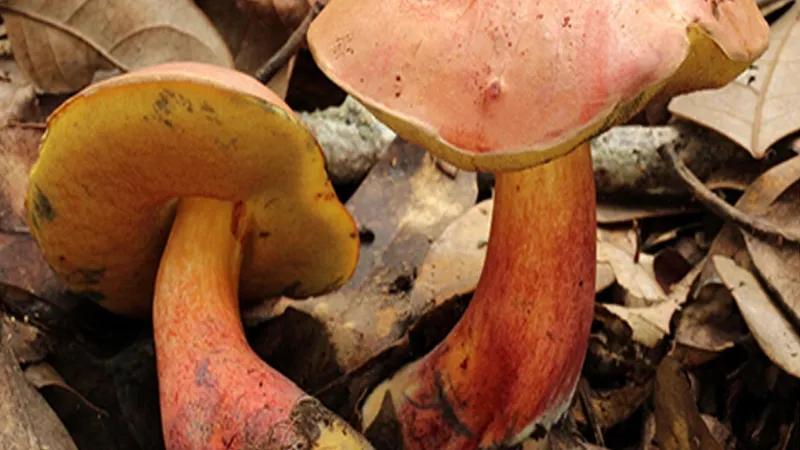 Lanmaoa asiatica