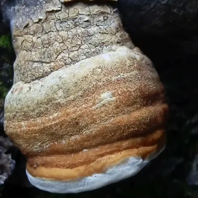 Laricifomes Officinalis