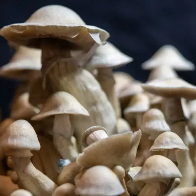 Leucistic Treasure Coast