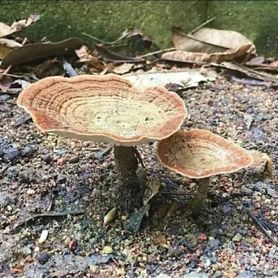 Lignosus rhinocerus