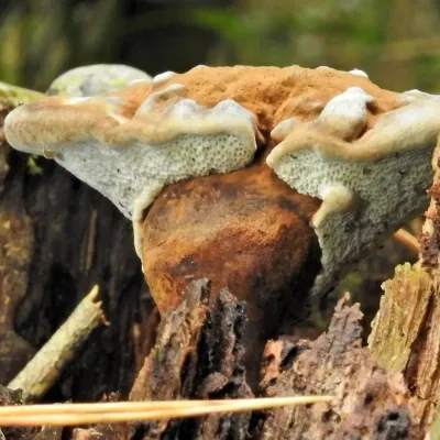 Lignosus Sacer