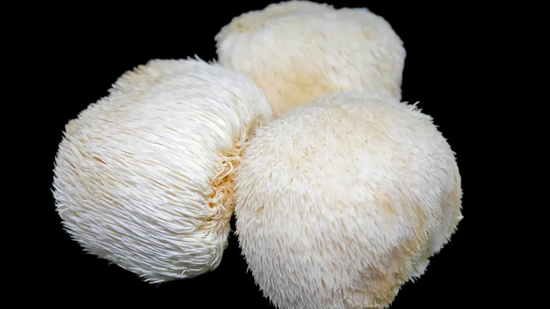 Three Lion's Man functional Mushrooms