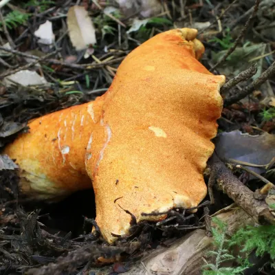 Lobster Mushroom
