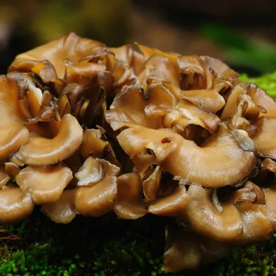 Maitake