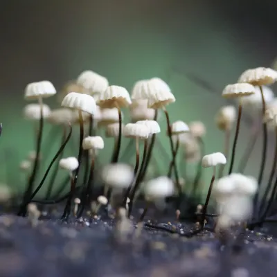 Marasmius Rotula