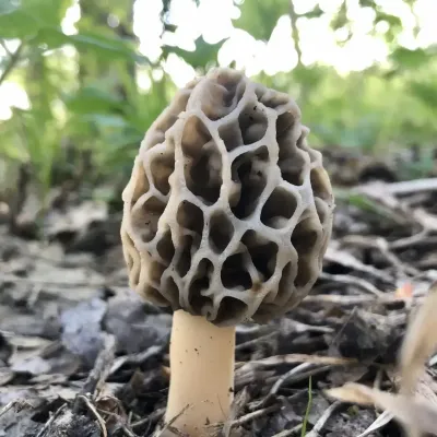 Morchella Esculenta