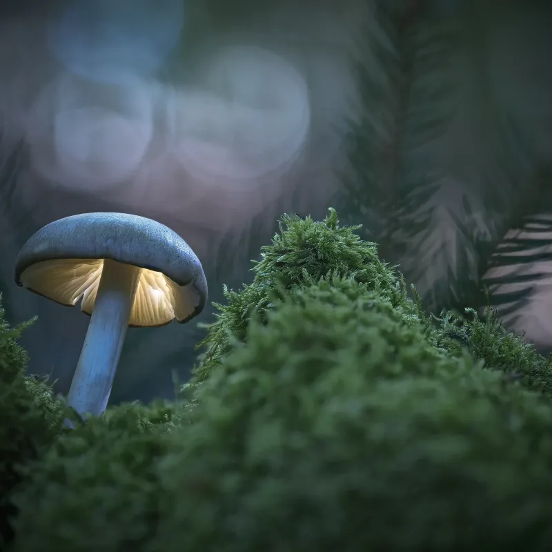 Mushrooms