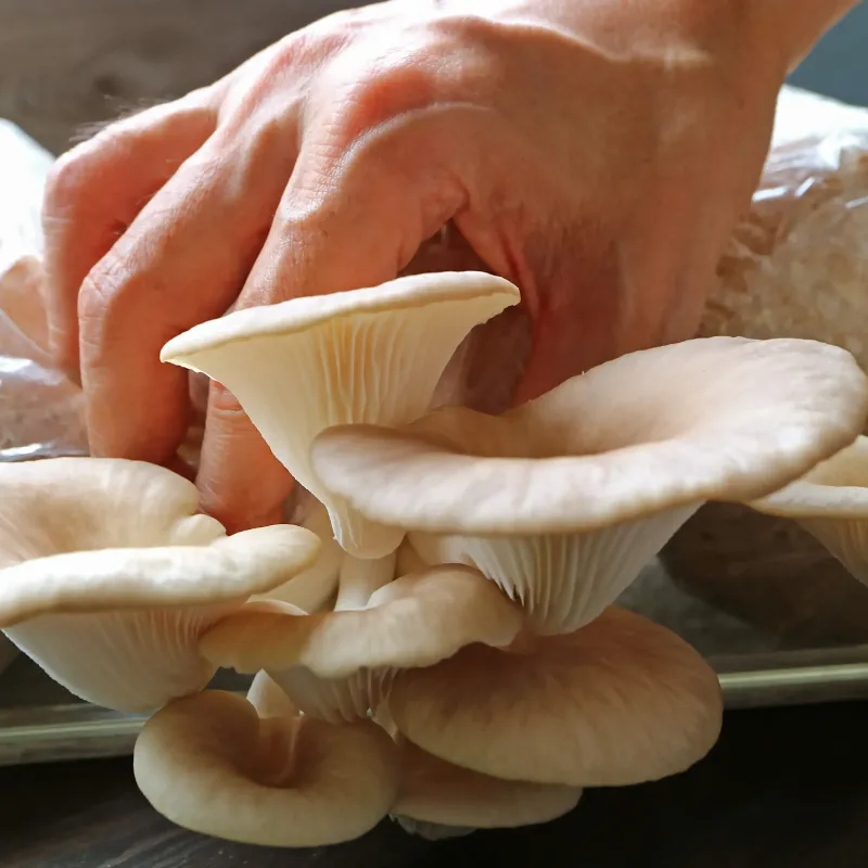 Mushrooms