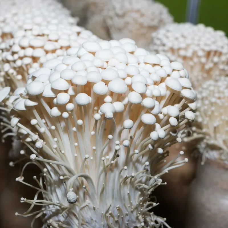 Mushrooms