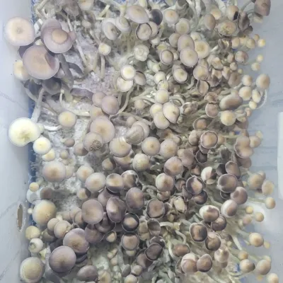 Psilocybin Natalensis Mushroom